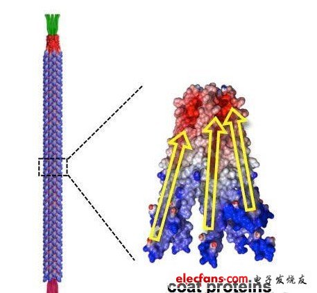 M13噬菌體的形狀。制成了長880nm，直徑為6.6nm的棒狀。構成外膜部分的2700個蛋白質各呈螺旋狀，在外力作用下產生變形時就會極化