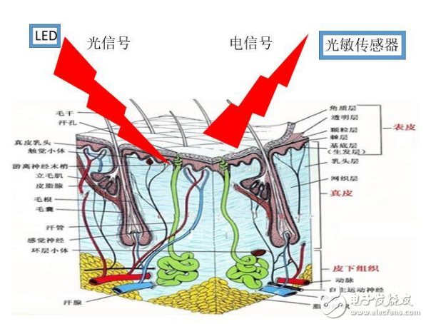 為什么通過LED燈發光就能測量心率