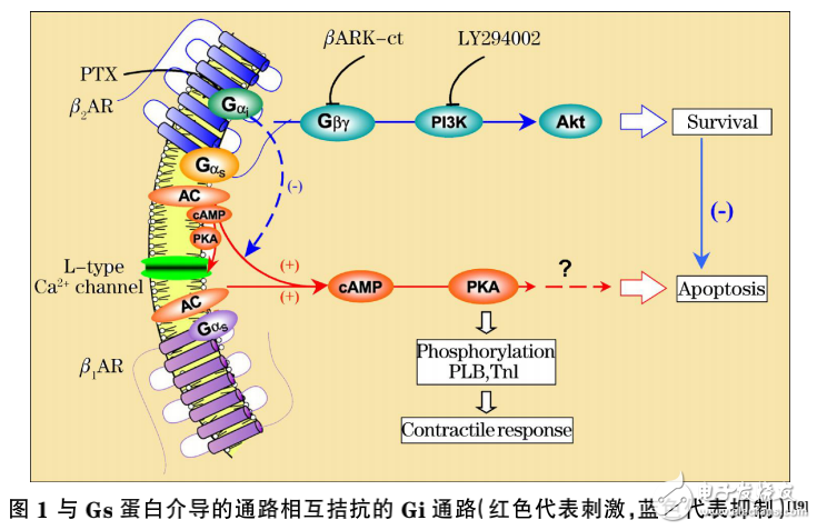 光生物調節的作用及激光醫學原理與醫用激光器的介紹